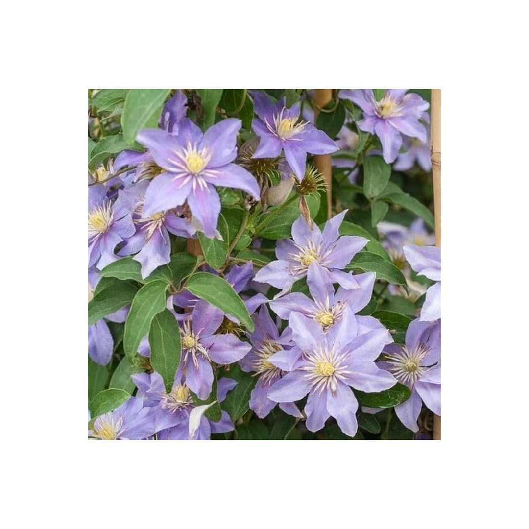 Blue Clematis Integrifolia Baby Climbing Flower For Planting In Trellises And Borders Flower Seeds [neera-v5-fac144a7ff8ac147b024]