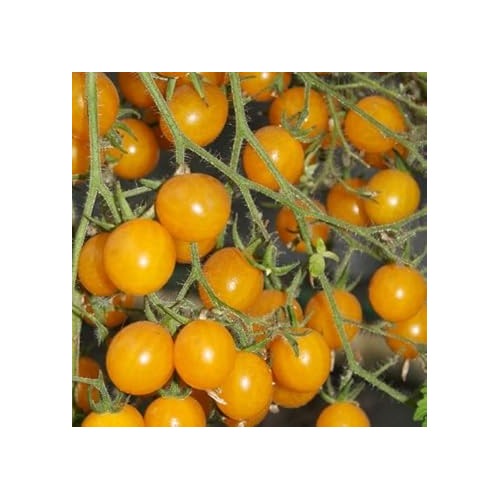 Tomato Vegetable Seeds Yellow for Planting [neera-v5-fac3d0177f690976bef6]