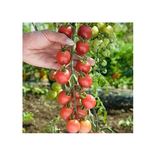 Red Tomato Seeds for Planting [neera-v5-fac4f17464723f78b36e]
