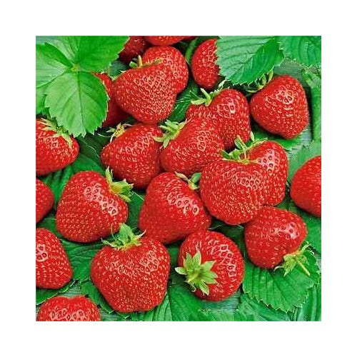 Ali Baba Alpine Strawberry Autumn Perennial Heirloom Non Gmo Fruit Usa Flower Seeds Home Garden [neera-v5-facaa8d9d52f81c470c3]