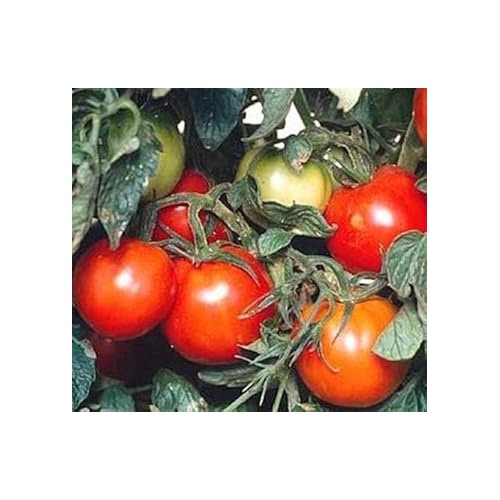 Heirloom Red Tomato Seeds for Planting [neera-v5-facaccf014f1f0f42ec8]
