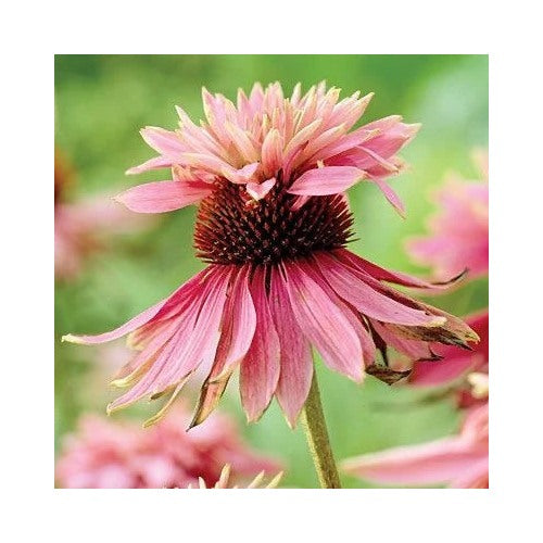 Heirloom Echinacea Double Decker Coneflower Seeds for Planting [neera-v5-fad70f857c67f9778c93]
