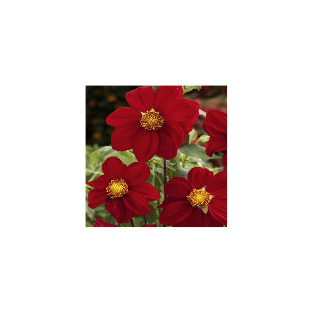 Red Dahlia Dahlia Pinnata Mignon Roxy Flower For Planting In Decorative Garden Pots Or Beds Flower [neera-v5-fae18f683503439a1449]
