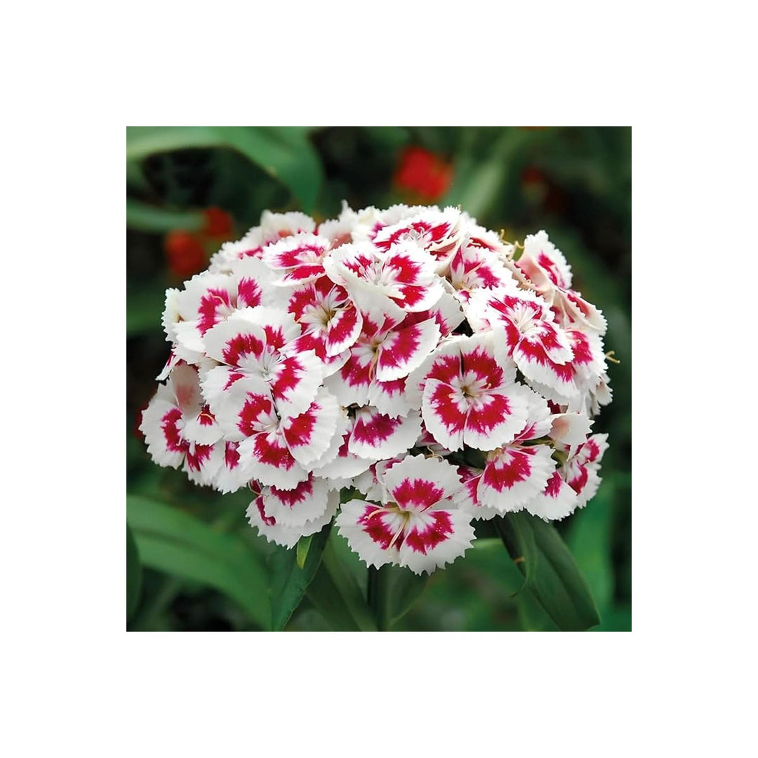 Sweet William Dianthus Barbatus Flower For Planting In Backyard Gardening Borders Flower Seeds [neera-v5-fae3b26e919d4681b049]