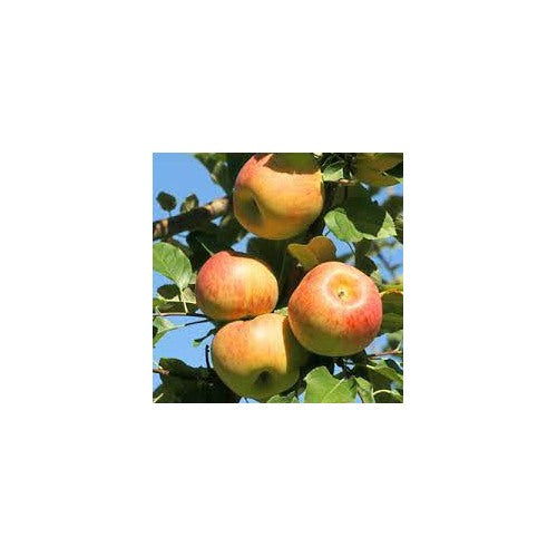 Jonagold Apple Fruit Seeds for Planting [neera-v5-fae8ffc693469d31f162]