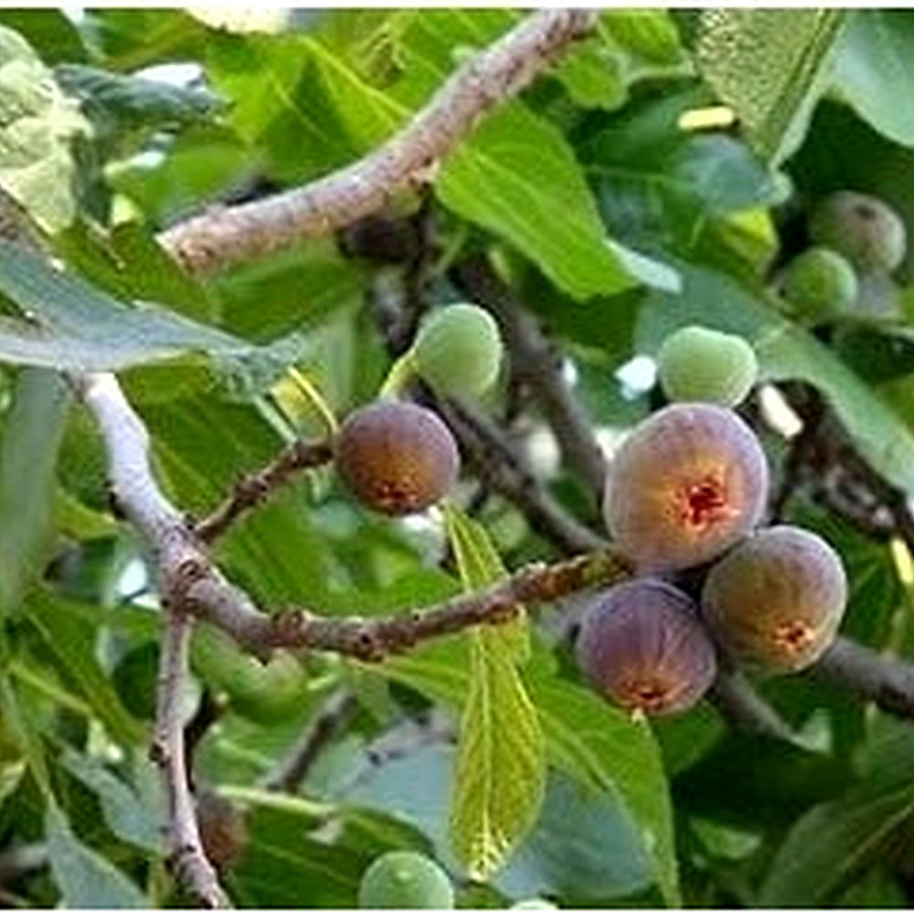 Muntingia Calabura Seeds for Planting [neera-v5-faff5fba2f806aa00b7d]
