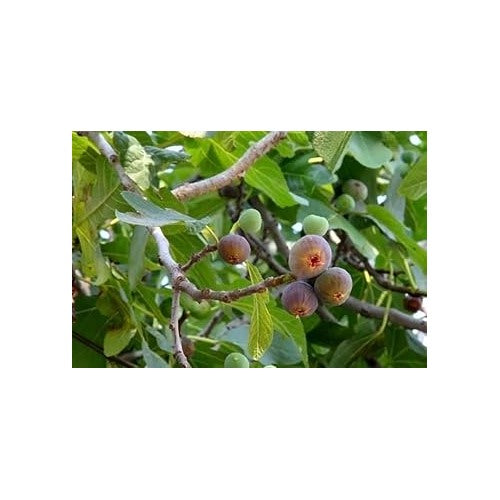 Muntingia Calabura Seeds for Planting [neera-v5-faff5fba2f806aa00b7d]