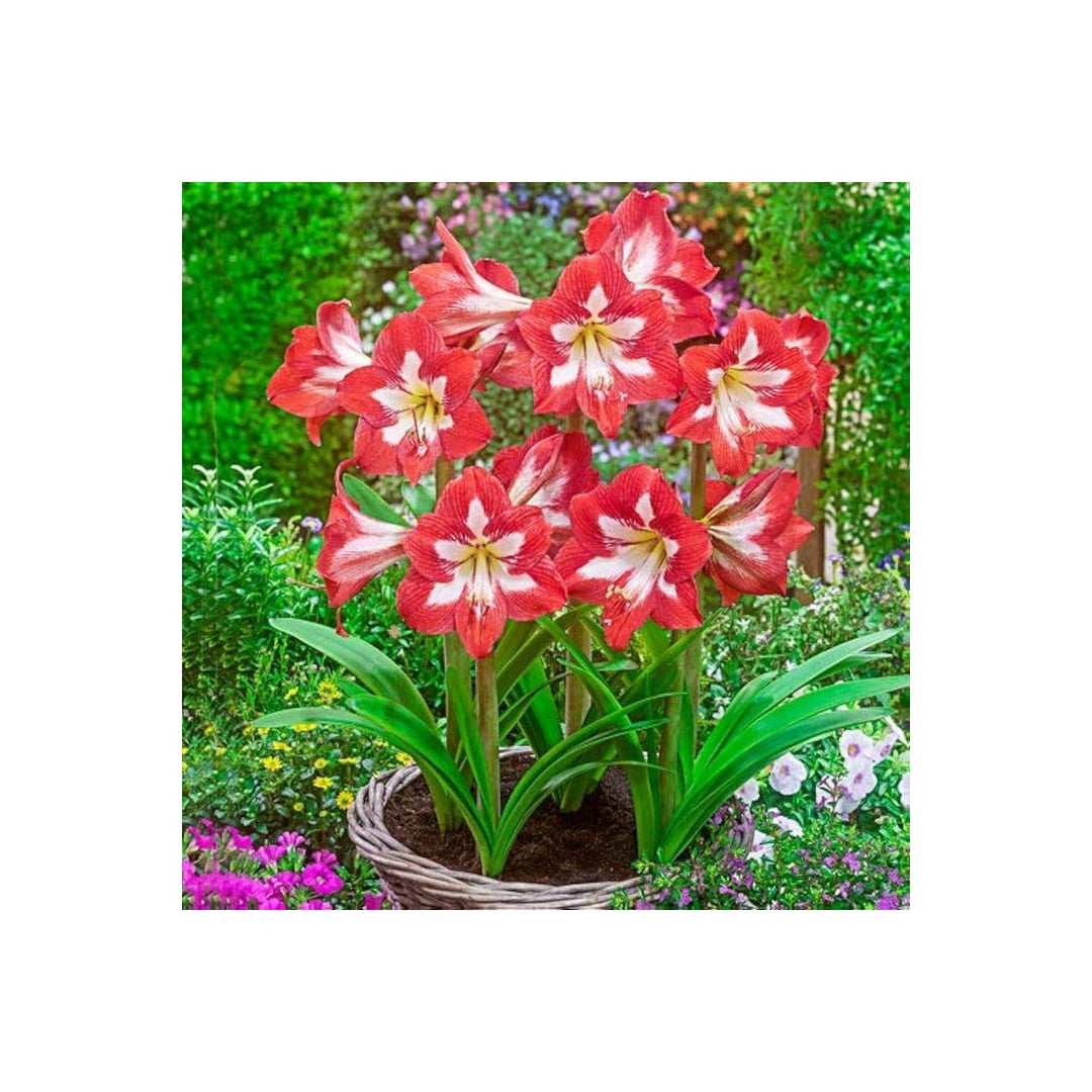 Amaryllis Hippeastrum Spp Flower For Planting In Indoor Pots Seasonal Garden Beds Flower Seeds [neera-v5-fb05e8a7d365cc8b5342]