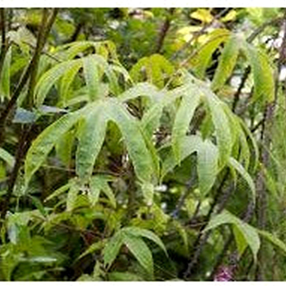 Kalopanax Septemlobus Seeds for Planting [neera-v5-fb0d8508c5104daa8f85]