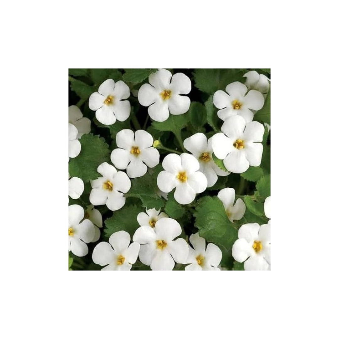 White Heirloom Non Gmo Bacopa Plant Trailing Garden And Hanging Basket Planting Flower Seeds [neera-v5-fb285d478f3228a5bc56]