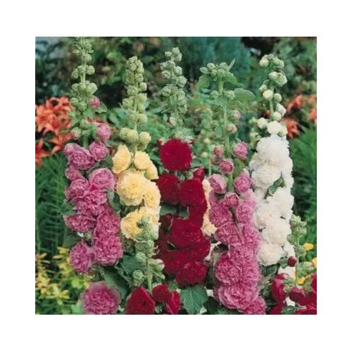 Summer Carnival Mix Hollyhock Flowers Easy Non Gmo Tx Usa Heirloom Flower Seeds Home Garden [neera-v5-fb2bad6293fe6e120f8b]