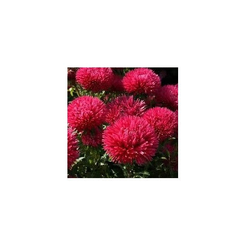 Heirloom Red China Aster Flower Seeds [neera-v5-fb2e4e8a8f7f0eab21c2]
