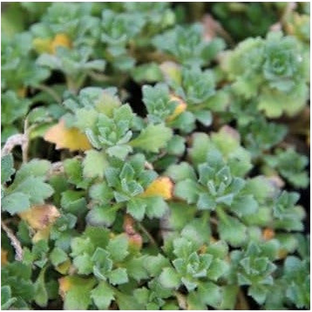 Green Aubrieta Flower Seeds for Planting [neera-v5-fb309e2212cc2e96e80d]
