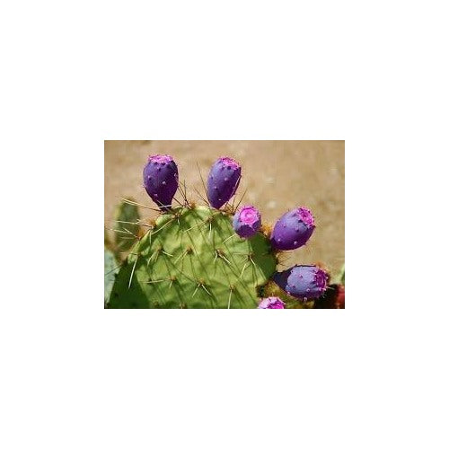 Purple Prickly Pear Cactus Plant Seeds for Planting [neera-v5-fb40f7e5dd5420a6d7d3]