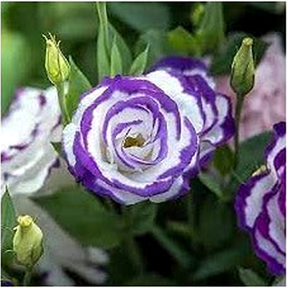 Violet White Lisianthus Flower Seeds for Planting [neera-v5-fb468ecb46b24ccf8fbd]