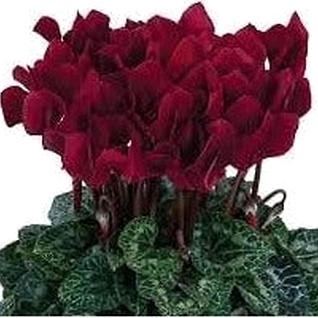 Heirloom Non-GMO Burgundy Cyclamen Flower Seeds [neera-v5-fb488147fab121eb0029]