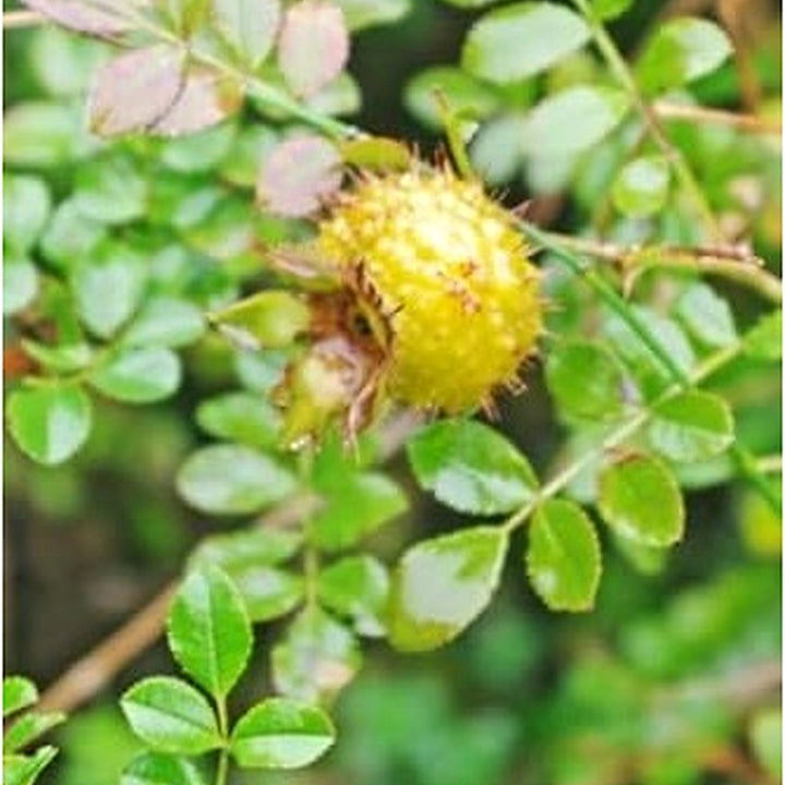 Wild Rosa Roxbunghii Fruit Seeds for Planting | Heirloom Non-GMO Organic Seeds for Green, Hardy Landscapes [neera-v5-fb59d18c454c9e14cce8]