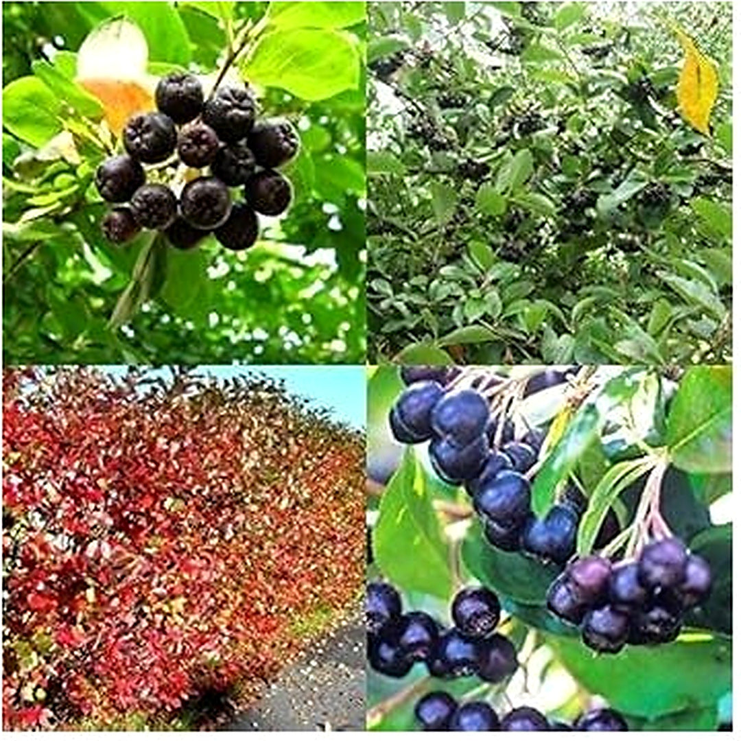 Aronia Melanocarpa Fruit Seeds for Planting [neera-v5-fb5f86bbc060f91cc1d4]