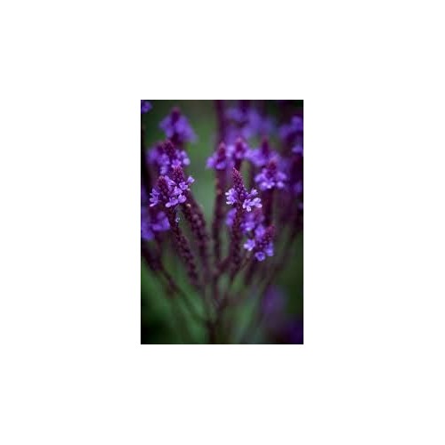Organic Heirloom Non-GMO Blue Verbena Seeds for Planting [neera-v5-fb624287a545b97788ab]