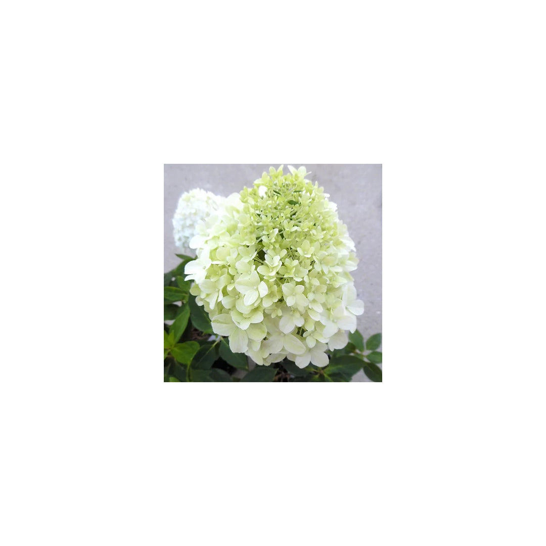 White Hydrangea Flower For Wedding Decor And Ornamental Garden Planting Flower Seeds for Home [neera-v5-fb735e23b44293bee1f5]