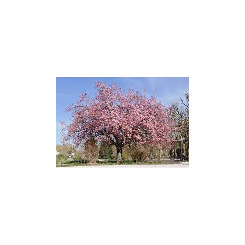Japanese Flowering Cherry (Prunus serrulata) Seeds for Planting [neera-v5-fb7a7a1d5369cd614e37]