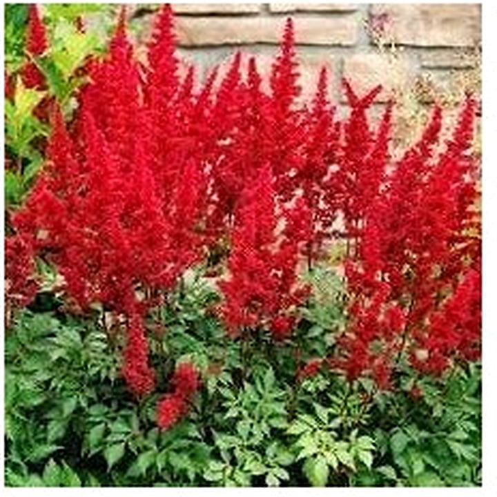 Heirloom Astilbe Arendsii Flower Seeds Non-GMO for Garden Planting Feathered Shade Blooms [neera-v5-fb7d15d5389041152c2f]