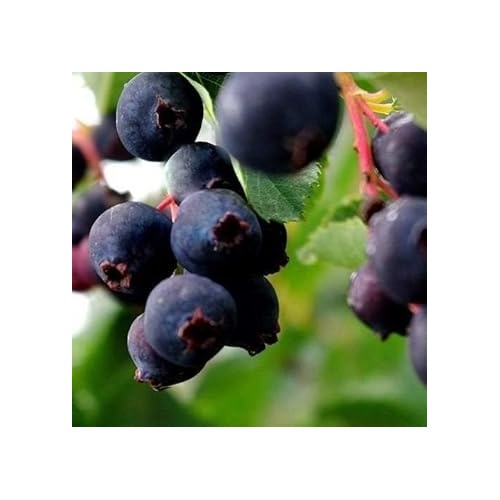 Black Tomato Vegetable Seeds for Planting [neera-v5-fb900f059e40625a57f8]