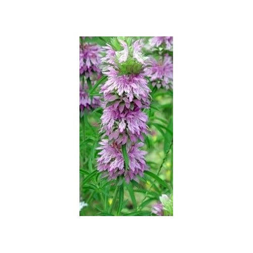 Lavender Lemon Mint Flower Seeds for Planting [neera-v5-fb942334976352570fa1]