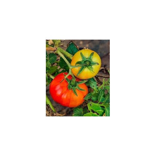 Yellow Red Tomato Seeds for Planting [neera-v5-fb96ff954572f3f95f26]