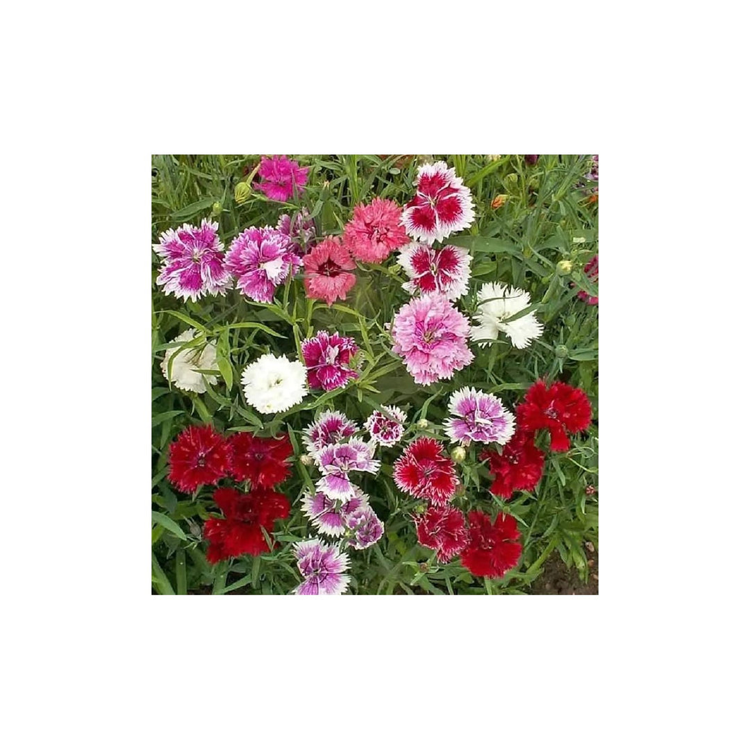 Mixed Dianthus Sonata Flower For Planting Non Gmo Flower Seeds for Home Garden Planting, Exotic [neera-v5-fb9e8296cd74a4fe73a4]