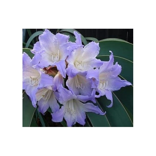 White Blue Hippeastrum Rutilum Flower Seeds [neera-v5-fba975f3990e12efcc94]