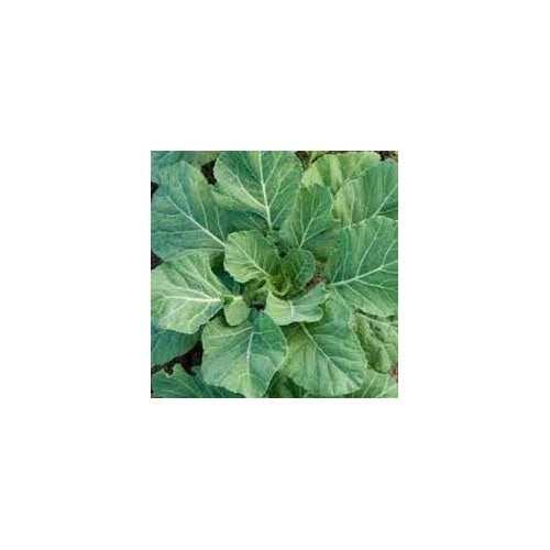 Heirloom Non-GMO Kale Seeds for Planting [neera-v5-fbb369820cc3061be317]