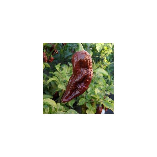 Black Bhut Jolokia Chile Pepper Seeds for Planting [neera-v5-fbb90c1baf6a2b2fdc82]