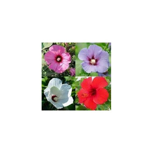 Heirloom Hibiscus Flower Non Gmo Tropical Flower For Planting Flower Seeds for Home Garden [neera-v5-fbbe439dac67d17367c2]
