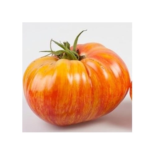 Rainbow Giant Beefsteak Tomato Seeds for Planting [neera-v5-fbc5f3afadf05b34e615]