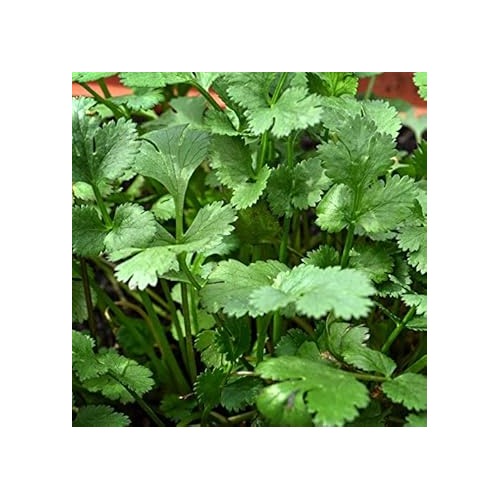 Coriander Seeds for Planting [neera-v5-fbc6b2137e19df670a85]