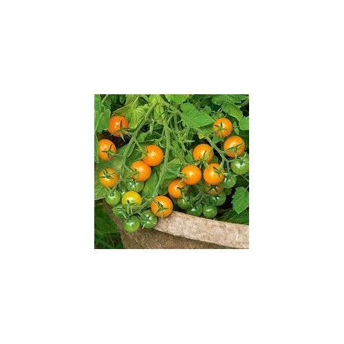 Sun Gold Cherry Tomato Seeds for Planting [neera-v5-fbcf1d0caea63f180532]