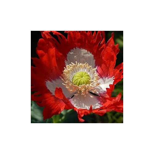 Red White Danish Flag Poppy For Stunning Flowers Flower Seeds for Home Garden Planting, Decorative [neera-v5-fbd425578e94aefe7dde]
