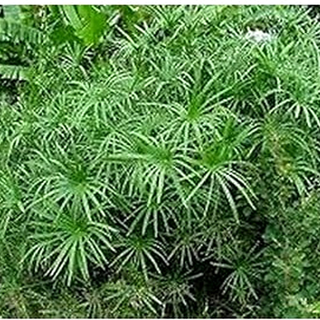 Green Cyperus Plant Seeds for Planting | Aquatic Garden Decor, Heirloom, Non-GMO, High Germination Organic Garden Seeds [neera-v5-fbd5f75d365e083d9b34]