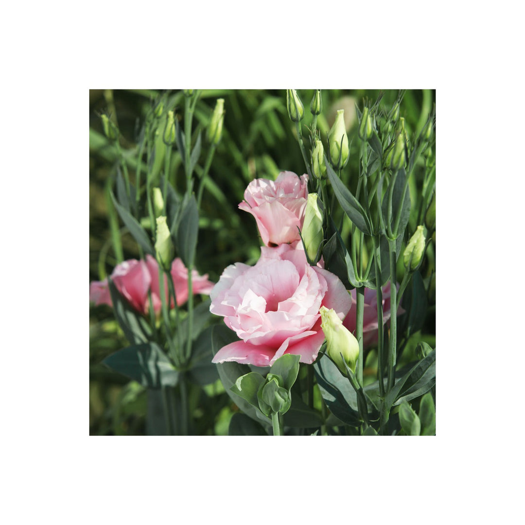 Pink White Eustoma Lisianthus Flower For Planting Heirloom Non Gmo Flower Seeds for Home Garden [neera-v5-fbe3c66224d1a3f04e60]