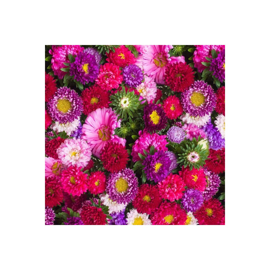 Aster Novae Angliae September Ruby For Late Season Flowering Plants With Vibrant Ruby Colored [neera-v5-fbef41f08a9924497efc]
