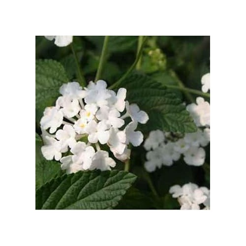Heirloom White Lantana Flower Seeds for Planting [neera-v5-fbf8281c5b1f1c7bfd11]
