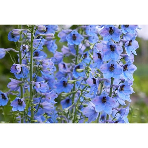 Delphinium Consolida Rakete Rittersporn Annual Wildflower Flower Seeds Home Garden Planting, [neera-v5-fbf954b50cd9e98bffb0]