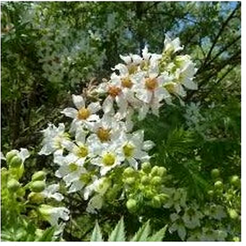 Yellowhorn Xanthoceras Sorbifolium Seeds for Planting [neera-v5-fc1176614f0bb44c0c65]