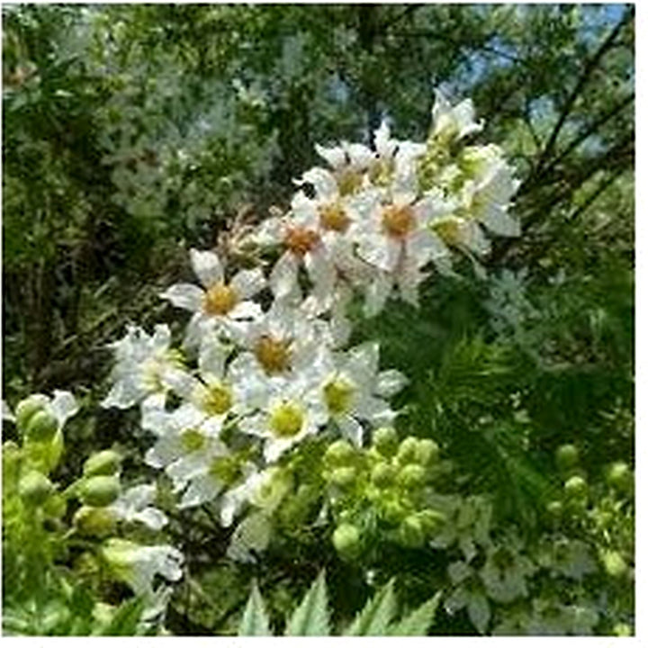 Yellowhorn Xanthoceras Sorbifolium Seeds for Planting [neera-v5-fc1176614f0bb44c0c65]
