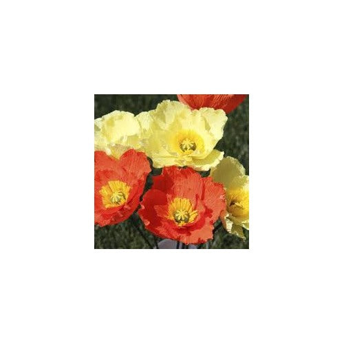 Heirloom Nudicaule Iceland Poppy Mix Flower Seeds for planting -Non-GMO Garden Seeds [neera-v5-fc2b5ec4d12981f0b65d]