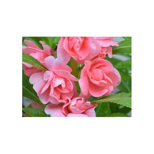 Heirloom Peach Balsam Camellia Flower Seeds [neera-v5-fc36dfe958f361d71308]