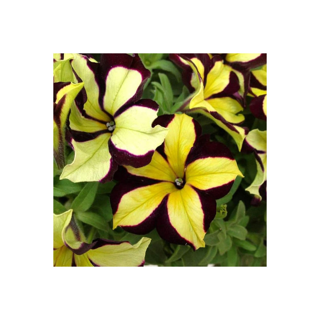 Black Black Velvet Petunia Rare Flower Flower Seeds for Home Garden Planting, Vibrant Organic [neera-v5-fc48bf5cdbfc1914d434]