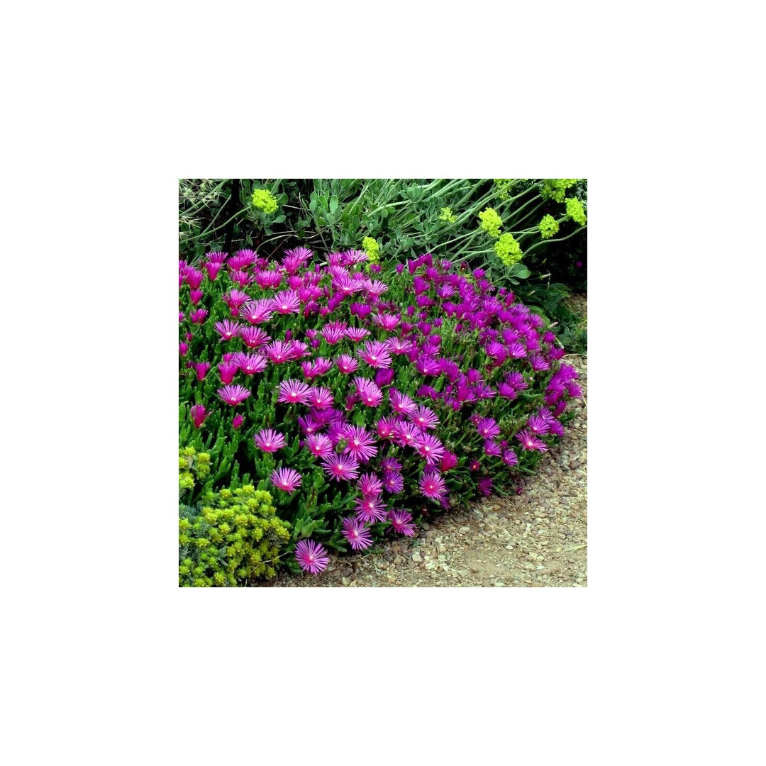 Purple Organic Delosperma Cooperi Groundcover Flower Planting Heirloom Non Gmo Flower Seeds [neera-v5-fc5101c2143751d1c8cd]