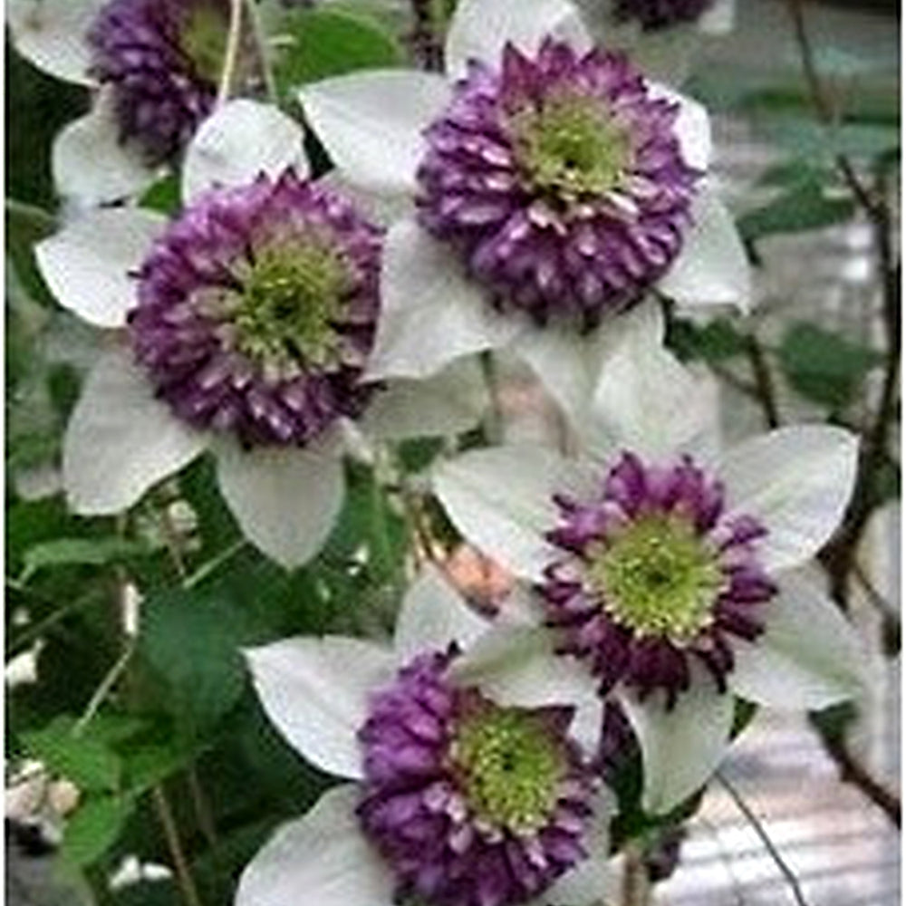 White Purple Clematis Flower Seeds [neera-v5-fc57beef320fc1369e0a]
